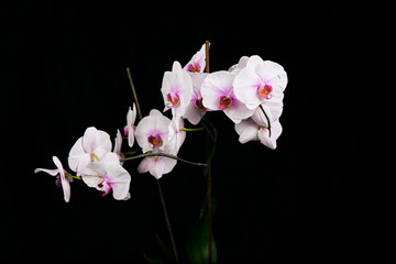Fototapeta na wymiar Orchid flower blossom isolated on the black background with copyspase for cards and design.