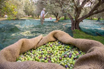 Fotobehang Harvested fresh olives in sacks in a field in Crete, Greece for olive oil production, using green nets. © gatsi