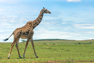 Naklejka na ściany i meble Masai giraffe are walking on the great green plains of masai mara. Acacia tree, mountain and blue sky in the background. Africa. Wildlife and wilderness concept.