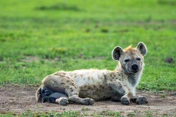 Foto op Plexiglas Moe en slaperige hyena slapen op de groene velden in masai mara, kenia, afrika. Wildernis en natuur concept. © Jon Anders Wiken