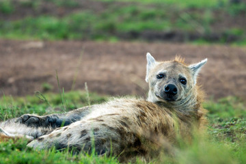 Tired and sleepy hyena sleeping on the green fields in masai mara, kenya, africa. Wilderness and nature concept.