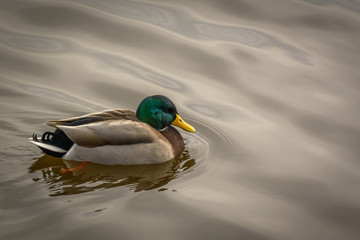 Mallard Duck