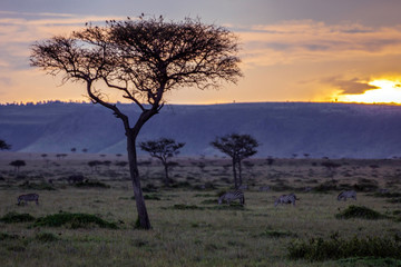 Obraz premium A group of zebras are feeding on the plains of serengeti during sunset and golden sky. Acacia tree with little birds infront. Safari and moment concept.