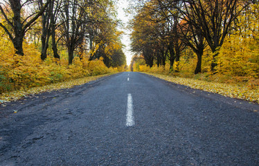 Obraz premium Road in the autumnal forest