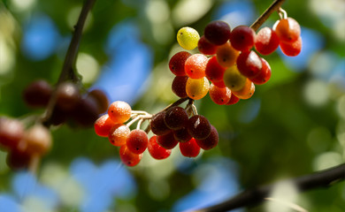 Red fruits of Elaeagnus umbellata or Japanese silverberry, known as umbellata oleaster or autumn olive, against background of green foliage. Selective focus. Nature concept for design