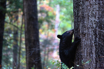 bear on a tree