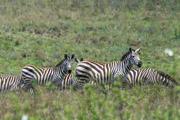Fototapeta na wymiar Zebra herd on the great plains of masai mara in kenya, africa. Wildlife and african bush concept.