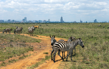 Zebra infront of Nairobi city skyline. Mankind vs. wilderness, endangered nature and world herritage concept. - obrazy, fototapety, plakaty