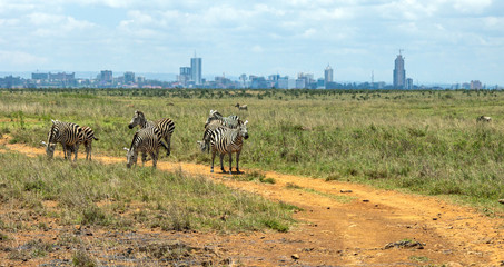 Zebra infront of Nairobi city skyline. Mankind vs. wilderness, endangered nature and world herritage concept.