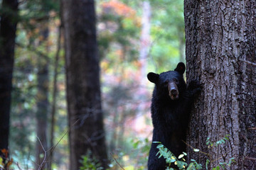 곰,Autumn time in forest.Bear 