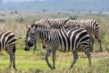 Fototapeta na wymiar A group of beautiful zebras in nairobi national park in kenya/Africa. Safari and wildlife concept.