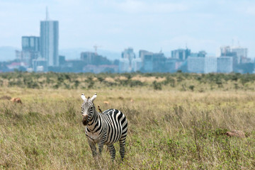 Zebra infront of Nairobi city skyline. Mankind vs. wilderness, endangered nature and world...