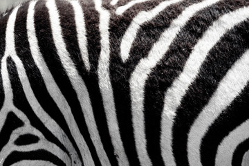 Fototapeta na wymiar Closeup shot of sebra stripes outdoors in the african wilderness. Animal pattern and texture concept.