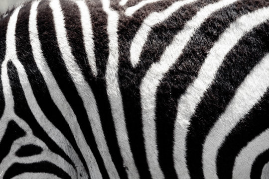 Closeup shot of sebra stripes outdoors in the african wilderness. Animal pattern and texture concept.