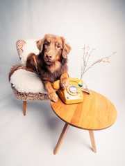 Junger Hund mit analogem Telefon