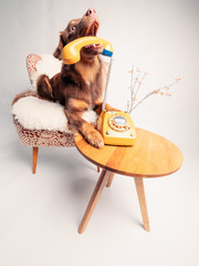 Junger Hund mit analogem Telefon
