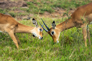 Two young impalas are playing/fighting with horns in nairobi, kenya, africa. Safari moment and...