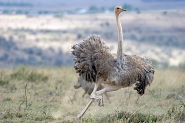 An african ostrich are chasing wild hogs on the plains of nairobi national park in kenya, africa....