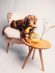 Junger Hund mit analogem Telefon