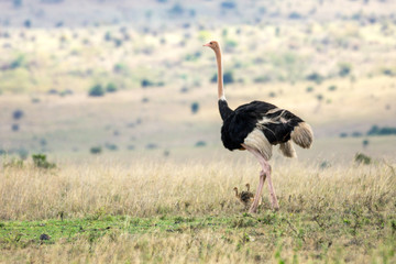 Female African ostrich looking out for her newborn babies. Wildlife and safari concept. From nairobi/Kenya/Africa.