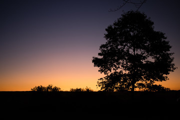 silhouette of tree at sunrise