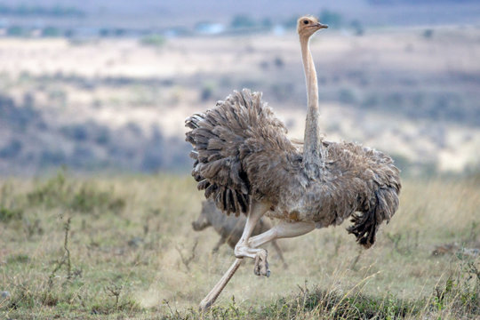 An african ostrich are chasing wild hogs on the plains of nairobi national park in kenya, africa. Safari action and high speed photography concept.