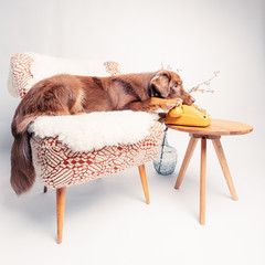 Junger Hund mit analogem Telefon