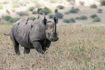 Big rare endangered black aggresive male rhino with big tusks and birds on his back. From...