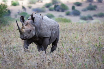 Big rare endangered black aggresive male rhino with big tusks and birds on his back. From nairobi/kenya/Africa. Safari, wildlife, protect and poaching concept.