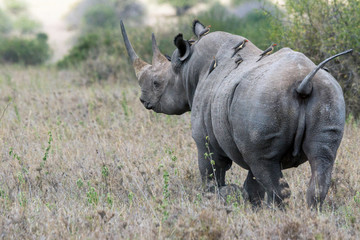 Big rare endangered black aggresive male rhino with big tusks and birds on his back. From...