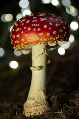 Amanita with lights