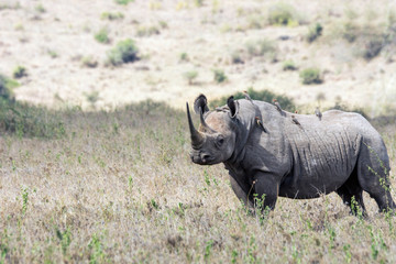 Obraz premium Big rare endangered black aggresive male rhino with big tusks and birds on his back. From nairobi/kenya/Africa. Safari, wildlife, protect and poaching concept.
