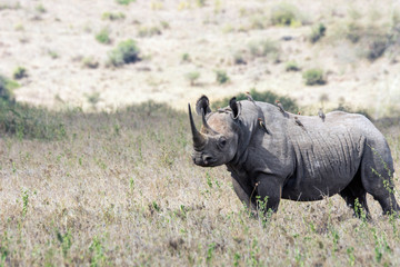 Big rare endangered black aggresive male rhino with big tusks and birds on his back. From nairobi/kenya/Africa. Safari, wildlife, protect and poaching concept.