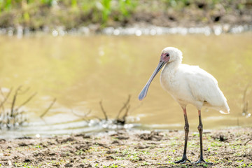 African spoonbill closeup standing on riverbank in nairobi national park in kenya,africa. Birds and wildlife safari concept.