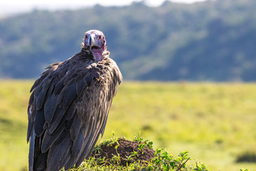 lappet-faced vulture closeup wildlife portrait in Masai mara. Blurred out background. Wilderness and scavenger concept.