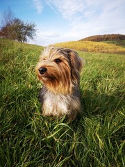 dog on grass