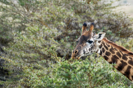 Masai giraffe are eating from acacia tree in Nairobi national park in Kenya, Africa. Wildlife and wilderness concept.