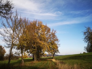 trees in autumn