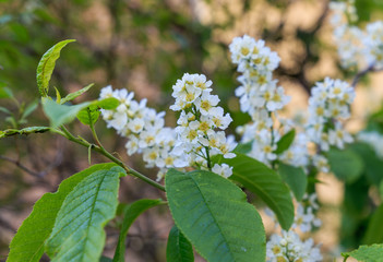 Snow-white color of bird cherry