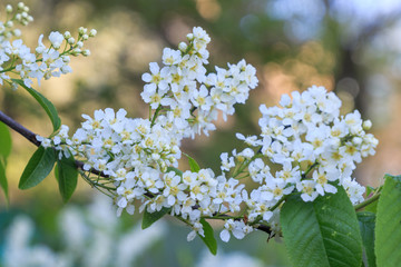 Snow-white color of bird cherry