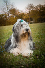 Bearded collie is lying in the grass. Autumn photoshooting in park. 