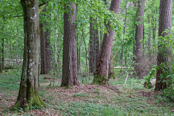 Deciduous stand with hornbeams and old pine trees