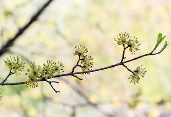  Spring tree color, nature.