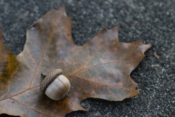 Acorn on leaf