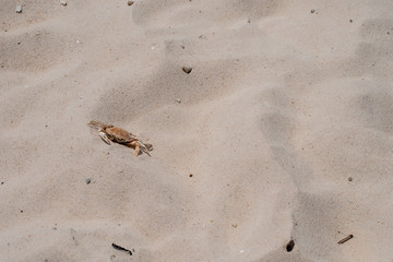 A crab on the sandy seashore on a hot summer day in Mississippi. Bokeh effect.