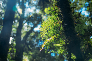 Chiang Mail Thailand