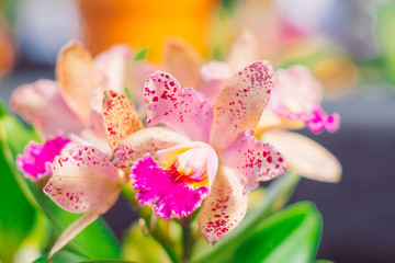 close up photo of a beautiful open colored flower orchid with blurred background