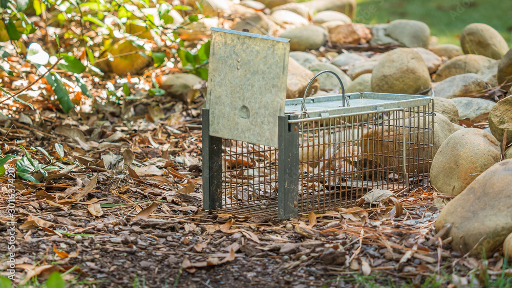 Wall mural humane live animal trap. pest and rodent removal cage. catch and release wildlife animal control ser