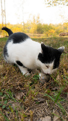 Cat on autumn grass eating freshly hooked fish.