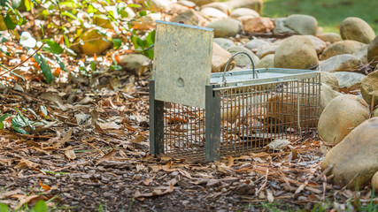 Humane live animal trap. Pest and rodent removal cage. Catch and release wildlife animal control...